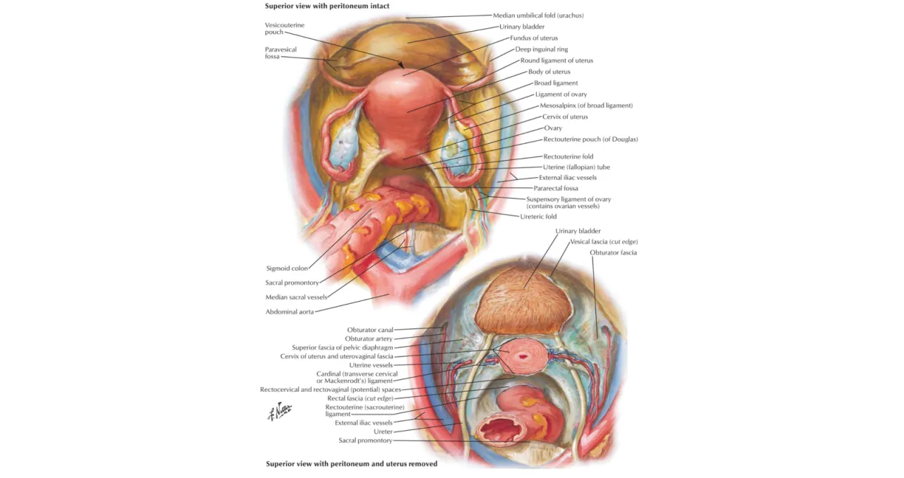 Anatomy illustration of the pelvic interior