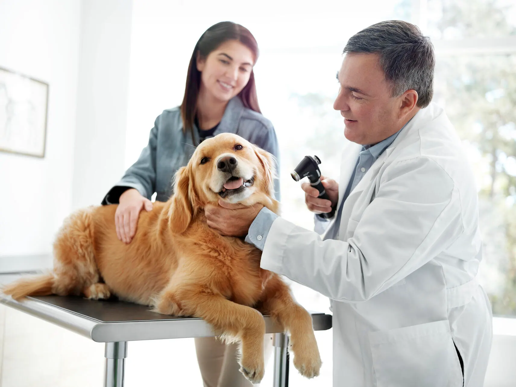 Veterinary examination being performed on a patient dog being hold by its owner